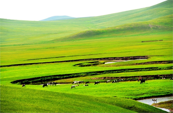 呼倫貝爾大草原最佳旅游時間