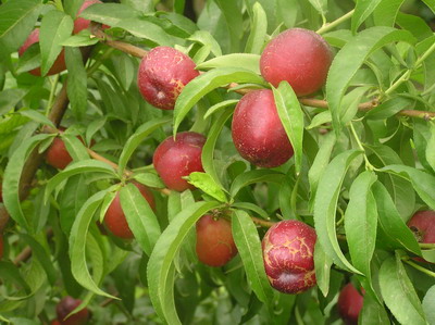 敦煌特產(chǎn)李廣桃