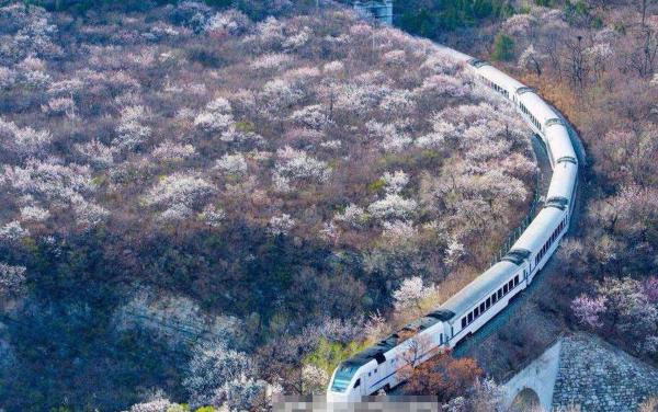 開往春天的列車 和諧號穿越花海