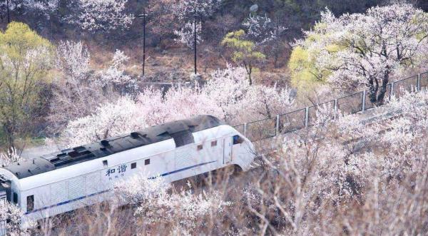 開往春天的列車 和諧號穿越花海