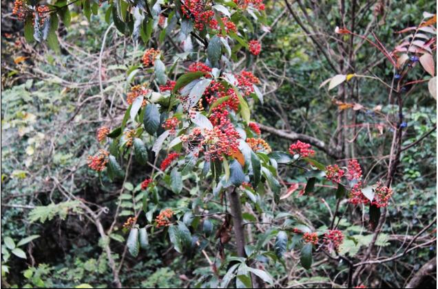 大圍山國家森林公園