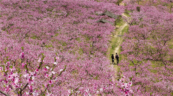 大圍山國家森林公園美景圖片