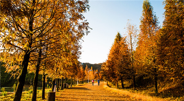 大圍山國家森林公園