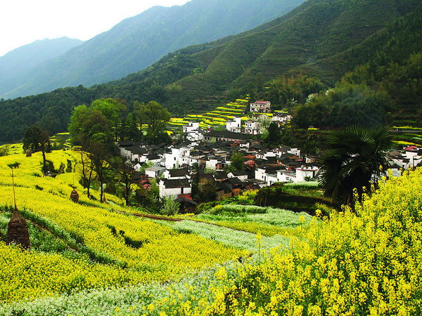 長沙到婺源旅游,長沙到婺源油菜花、景德鎮最美鄉村三日游