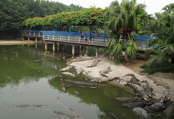 長隆鱷魚公園門票_廣州長隆鱷魚公園門票價格_長隆鱷魚公園門票多少錢