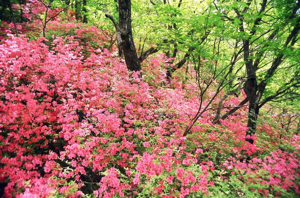 桂林旅游最佳季節(jié)，恭城桃花