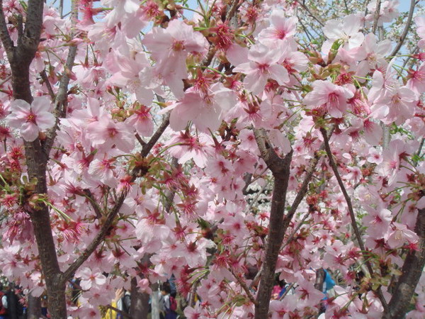 北京玉淵潭公園櫻花節時間、地點、門票、怎么去