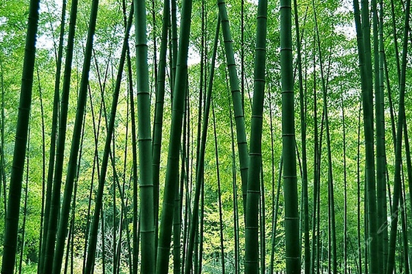 溧陽南山竹海