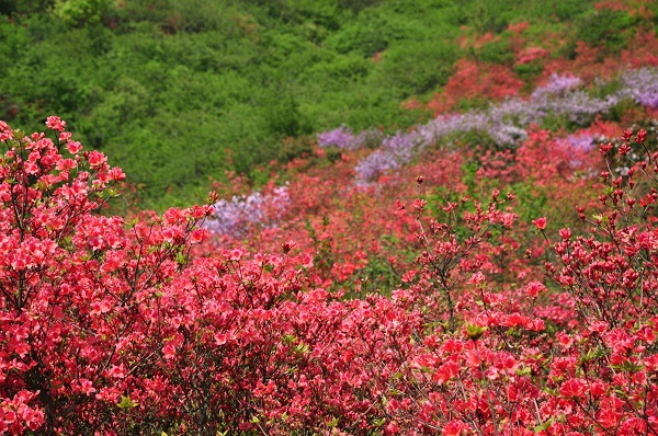 瀏陽大圍山國家森林公園