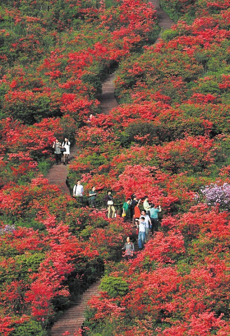 五月份長沙周末去哪兒好玩？看大圍山杜鵑花海