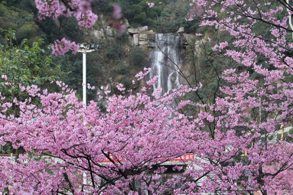 長沙到郴州王仙嶺櫻花、稻田公園、東江湖鳳凰島/桃花島休閑美食·地方特色·高鐵純玩三日游