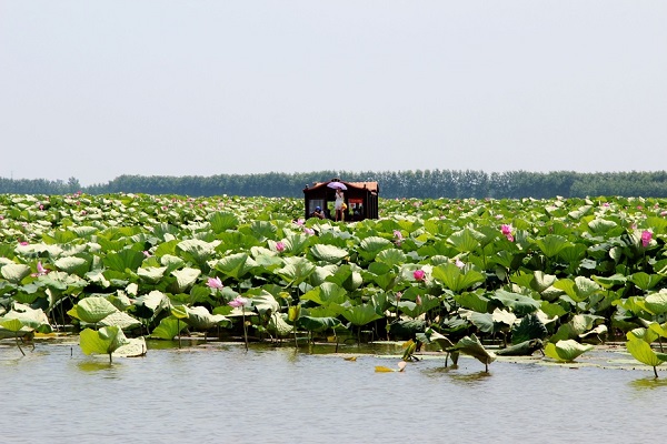 長沙到岳陽團湖荷花公園（岳陽君山野生荷花世界）一日游