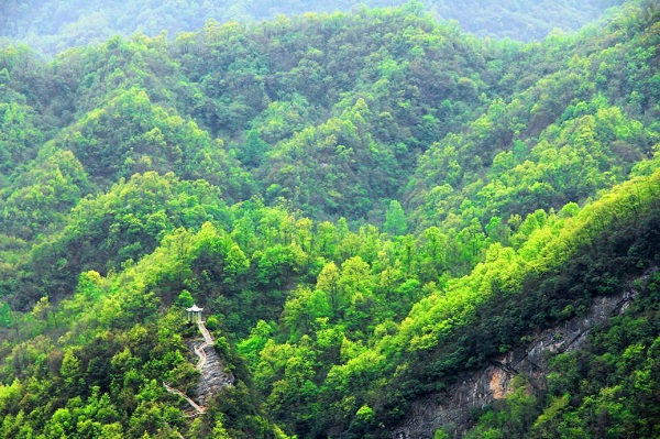 2019中國(guó)?河南西峽老君洞第十屆紫荊花節(jié)